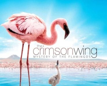 Download The Crimson Wing Mystery Of The Flamingos (2008) Dual Audio (Hindi-English) 480p [300MB] || 720p [1GB]