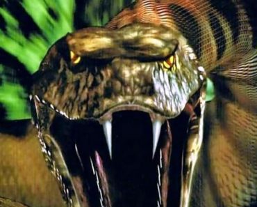 Download Python (2000) Dual Audio (Hindi-English) 480p [300MB] || 720p [800MB]