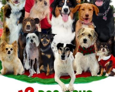 Download 12 Dog Days Till Christmas (2014) Dual Audio (Hindi-English) 480p [300MB] || 720p [1.2GB]