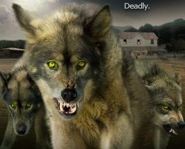 Download Wolf Town (2011) Dual Audio (Hindi-English) 480p [300MB] || 720p [1GB]