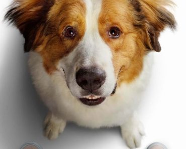 Download A Dog’s Journey (2019) {English With Subtitles} BluRay 480p [400MB] || 720p [800MB] || 1080p [1.8GB]