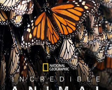 Download Incredible Animal Journeys (Season 1) [S01E02 Added] Dual Audio (Hindi-English) WeB-DL 720p [400MB] || 1080p [1.1GB]