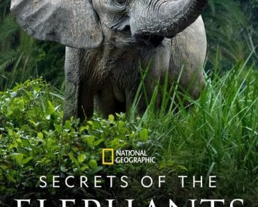 Download Secrets Of The Elephants Season 1 (English With Subtitle) WeB-DL 720p [350MB] || 1080p [1.8GB]