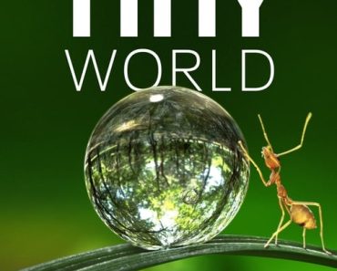 Download Tiny World (Season 1-2) {English With Hindi Subtitles} WeB-DL 720p [250MB] || 1080p [2.3GB]