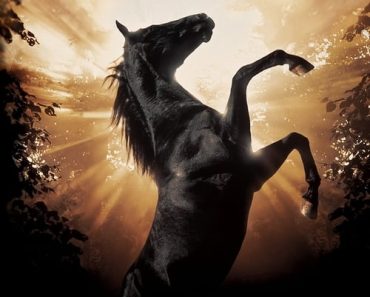 Download Black Beauty (1994) {English With Subtitles} 480p [350MB] || 720p [700MB]