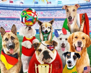 Download Pups United (2015) Dual Audio (Hindi-English) 480p [300MB] || 720p [850MB]