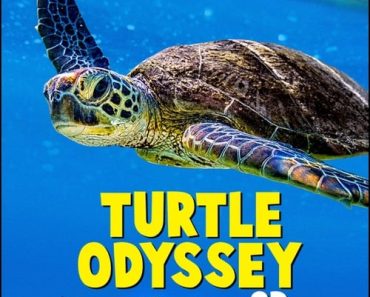 Download Turtle Odyssey (2018) {English With Subtitles} 480p [150MB] || 720p [300MB] || 1080p [800MB]
