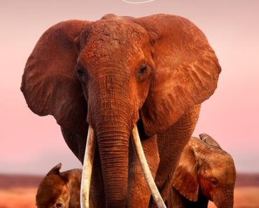 Download The Elephant Queen (2019) Dual Audio {Hindi-English} WEB-DL ESubs 480p [310MB] || 720p [860MB] || 1080p [2GB]
