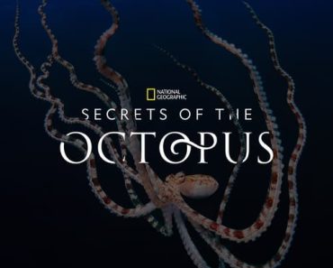 Download Secrets Of The Octopus Season 1 (English Audio) Msubs Web-Dl 720p [350MB] || 1080p [850MB]