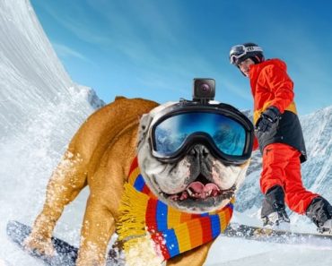 Download Powder Pup (2024) {English With Subtitles} 480p [300MB] || 720p [800MB] || 1080p [1.8GB]