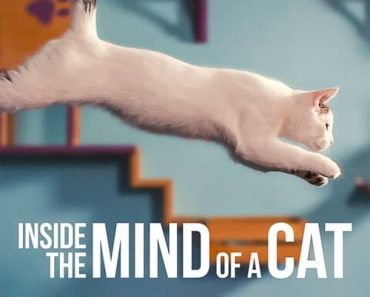 Download Inside The Mind Of A Cat (2022) {English With Subtitles} 480p [200MB] || 720p [550MB] || 1080p [2GB]