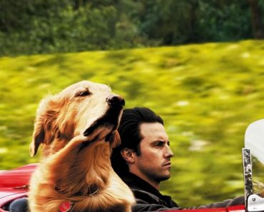 Download The Art Of Racing In The Rain (2019) {English With Subtitles} 480p [400MB] || 720p [900MB] || 1080p [2.2GB]