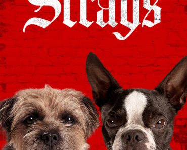 Download Strays (2023) Dual Audio {Hindi-English} BluRay 480p [480MB] || 720p [1GB] || 1080p [2.1GB]