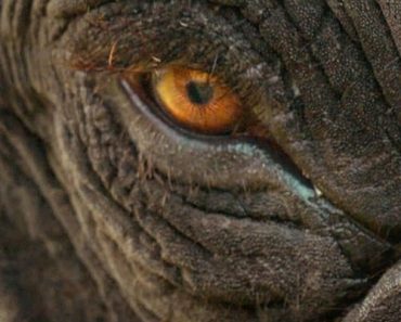 Download The Elephant Whisperers (2022) Dual Audio (Hindi-English) Msubs WEB-DL 480p [140MB] || 720p [380MB] || 1080p [900MB]