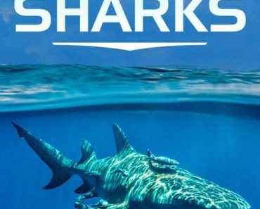 Download Sky Sharks (2022) Dual Audio {Hindi-English} Bluray 480p [350MB] || 720p [1GB] || 1080p [2.1GB]